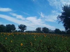 -长白岛森林公园