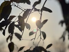 -鹅湖玫瑰文化园