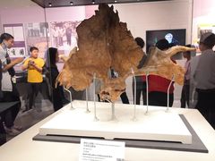 -北京周口店北京人遗址博物馆