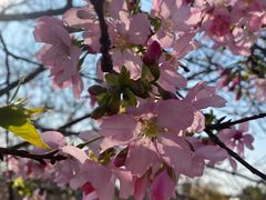 -天适樱花悠乐园