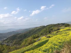 -桑洲油菜花景区