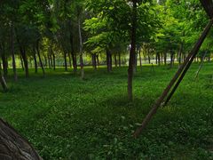 -大兴滨河森林公园