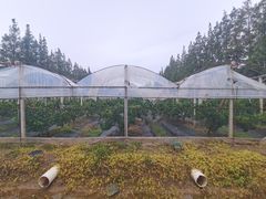 -前小桔亲子创意农场·草莓采摘·露营烧烤