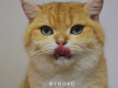 -Heymao猫咖.咖啡厅(东门店)