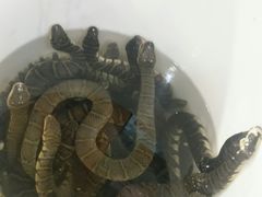 -荔城生鲜盛宴(番禺旗舰店)