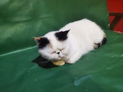 -猫色咖啡·猫咖