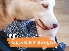 -Husky Go! 哈士奇体验馆·宠物咖啡厅狗咖