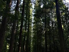 -东平国家森林公园