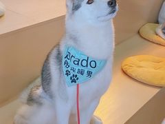 -Husky Go! 哈士奇体验馆·宠物咖啡厅狗咖