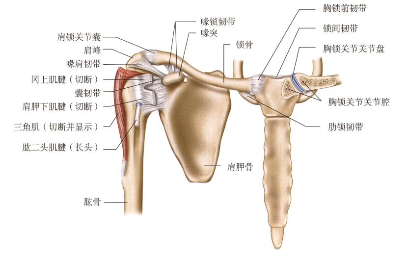 肩膀构造图解图片