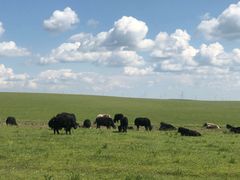 -塞罕坝国家级自然保护区