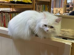 -小时光咖啡馆(开森度假森林店)