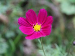 -思念果岭悦温泉