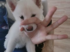 -柴犬小屋·柴餐厅·狗咖食堂(金鼎广场店)