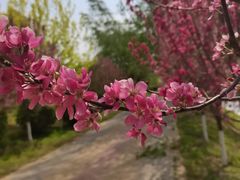 -丁香湖公园
