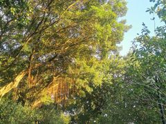 -莲花山公园