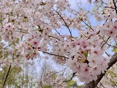 -高东镇樱花园