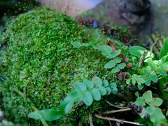 -东莞植物园