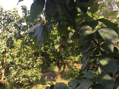 -樱桃山旅游景区