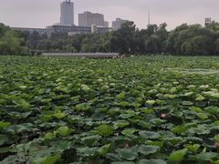 -长春市南湖公园