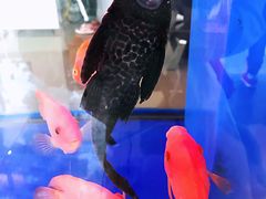 -宝岛眼镜(杭州万塘路旗舰店)