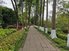 -桂湖森林公园