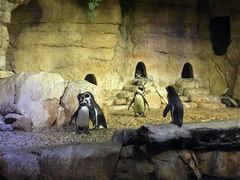 -迪拜水族馆及水下动物园