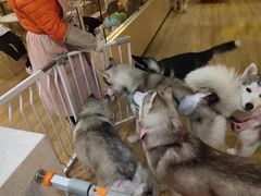 -Husky Go! 哈士奇体验馆·宠物咖啡厅狗咖