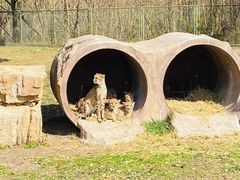 -上海野生动物园