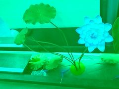 -九田家黑牛烤肉料理(衡百国际店)