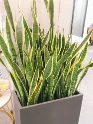 -FUTURE HN男士发型风格设计