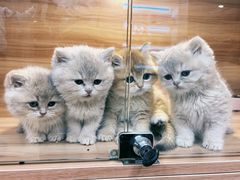-猫十亿·布偶金渐层·曼基康矮脚猫舍(青年路店)