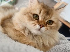 -babydoll猫舍·米努特·德文·缅因(久光中心店)