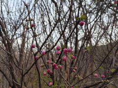 -北京鹫峰国家森林公园