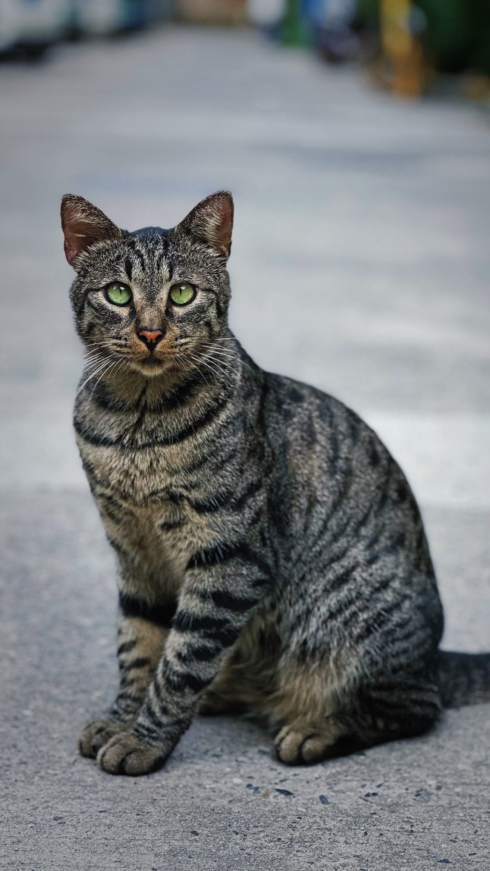 狸花猫长啥样图片