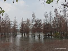 -白鹭湾湿地公园