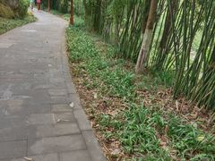-重庆彩云湖湿地公园
