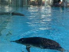 -帝企鹅自助餐厅•儿童岛•真企鹅(长隆企鹅酒店)