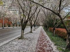 -高东镇樱花园