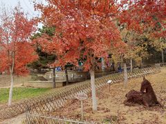 -北京西山国家森林公园