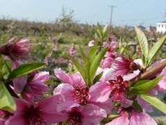 android_upload_pic-南汇桃花村
