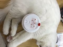 -猫和宫(六道口店)