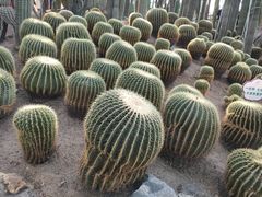 -南山植物园