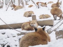 -宫城藏王狐狸村