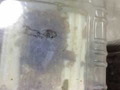 -红宝石·鲜奶小方(长阳店)