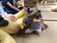 -逗柴咖啡屋·狗咖猫咖宠物桌游