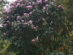 -梧桐山风景名胜区