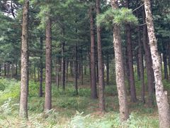 -玉泉威虎山森林公园
