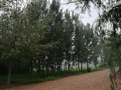 -汉长安城未央宫国家考古遗址公园