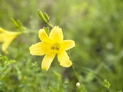 -乌拉盖芍药谷景区